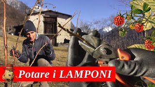 Come POTARE i Lamponi [upl. by Manny]