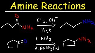 Amine Synthesis Reactions [upl. by Crain]