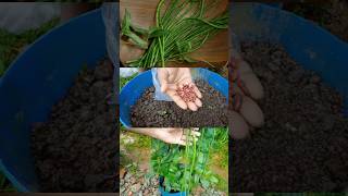 yardlong beans cultivation at home  nutural vegetablegerdeningfarmingplanting ideashorts [upl. by Stoecker]