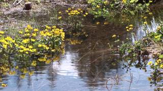 Frühling in der OlympiaregionSeefeld in Tirol Bergwiesen Bergwandern Tirol [upl. by Alleinnad539]