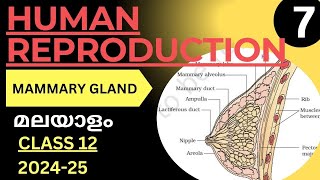 MAMMARY GLAND HUMAN REPRODUCTION PART 7 STUDY BOTANY MALAYALAM EXPLANATION 202425 CLASS 12 NEET [upl. by Adar]