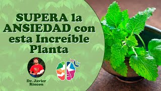 La planta que te ayudará a SUPERAR la ANSIEDAD RÁPIDAMENTE con el médico naturista Javier Rincón [upl. by Morgana]