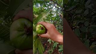 Harvesting Guavaparkritisdayfarming harvest trending gardeningshortsyoutubeshortsshortvideo [upl. by Aztilay]