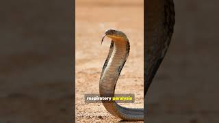 Deadly secrets of the Philippine cobra [upl. by Armin969]