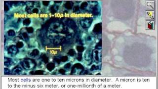 Cell Biology Cell Structure and Function [upl. by Sidhu]