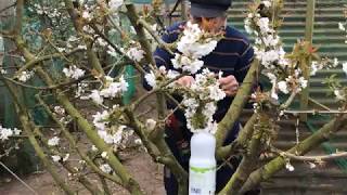 Cherry tree pollination  how to improve it easily [upl. by Skippy]