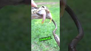 Facts about the Diamondback Rattlesnake snakes rattlesnake animalfacts wildanimals wildlife [upl. by Raffin17]