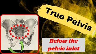 True or Lesser Pelvis  Anatomy location and contents of the true pelvis [upl. by Fanya]