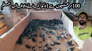 100 Australorp hen farm in PakistanAustralorp chicken farming business in PakistanAustralorp hen [upl. by Oralie456]