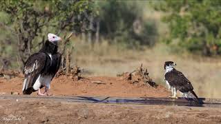 White headed vulture and African hawk eagle at a waterhole [upl. by Norreg]