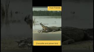 Crocodile and bird true friendship storyshortsHindifactsbird clean teeth of crocodiletrending [upl. by Rothwell]