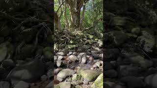 nature travel hiking beautiful Moanalua Valley Hike Oahu’s Hidden Gem [upl. by Meekar316]