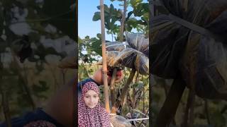 Fig Farming Techniques farming agriculture [upl. by Willumsen783]