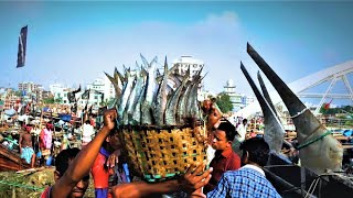 Fishery Ghat Chittagong  Early Morning Fish Unloading [upl. by Narrad]