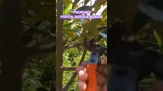 Pruning Pohon Durian Baworshorts [upl. by Ecirtal]