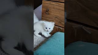 White kitten Kitten plays with older brother MiniKittens [upl. by Matthaus]