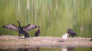 Neotropic with doublebreasted cormorants [upl. by Pruchno]