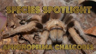 Species Spotlight Aphonopelma Chalcodes Arizona Blonde Tarantula [upl. by Ellerehs238]