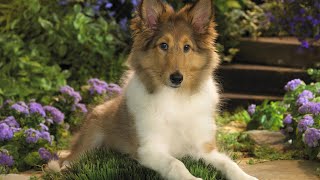 Sheltie Dog  Top 10 Shetland Sheepdog Facts [upl. by Arrim]