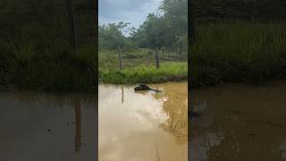 Tapirus terrestris having a swim [upl. by China]