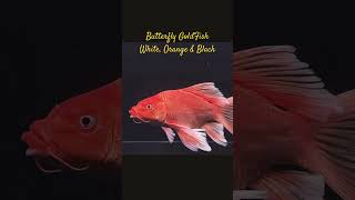 MMA Shorts  Variety Butterfly Gold Fish  GoldFish goldfish goldfishaquarium goldfishtank fish [upl. by Cinamod]