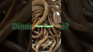 A great catch and it’s time to cook food snake eel dai tailue2know shorts [upl. by Rennat]