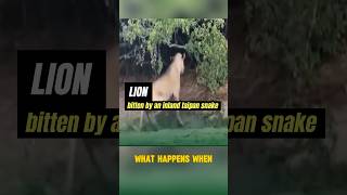 Animal world What happens when a lion is bitten by an inland taipan shots animals [upl. by Esdnil]