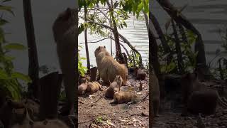 Wild Baby Capybara Update from Brazil capybara piracicaba brazil [upl. by Alo126]