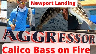 Newport Landing Daveys Locker 34 Day Aggressor Fishing Trip Yellowtail Bluefin Dorado Calico Cuda [upl. by Cruickshank737]