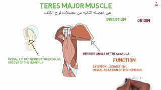 teres major muscle [upl. by Lehman]