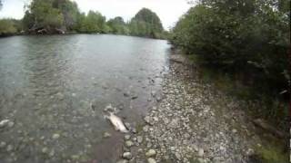 Stamp River Coho Fishing [upl. by Rialcnis152]