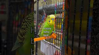 Sweetie Pie Chicken  Boba the Budgie  Talking Parakeet petshorts [upl. by Assenyl]