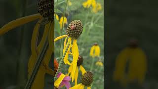 A Spider Makes Itself At Home On Coneflower gardensounds birdsound gardening [upl. by Inalaeham]