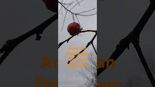 First year for Persimmons wildedibles nativeplants persimmon nativegardens nativetrees [upl. by Siddra]