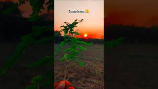 Brazil song  farming life  sunset view  khetibadi Life farminglife khetibadi sunset ytshorts [upl. by Huan179]