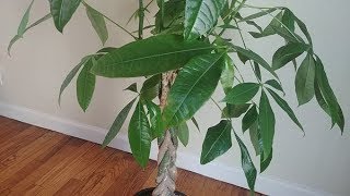 Propagating Money Tree in Water  Part 1 [upl. by Einrae]