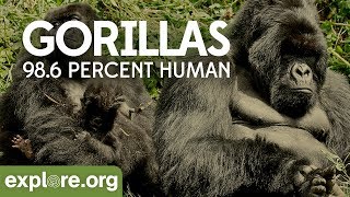 Gorilla Documentary  Gorillas 986 Human  Explore Films [upl. by Tihor737]