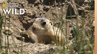 Prairie Dog Pups See Badgers  Prairie Dog Manor [upl. by Esadnac]