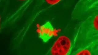 Fluorescent microscopy showing cells in mitosis [upl. by Syxela]