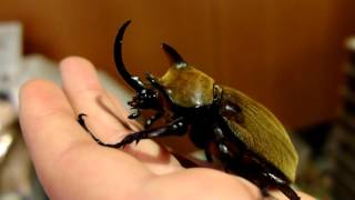 Megasoma gyas porioni  Rhinoceros Beetle  NashornkĂ¤fer [upl. by Aiuqenehs]