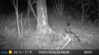 Bad Benteim Germany wildlife  114 Marten THREE during the night [upl. by Haimirej376]