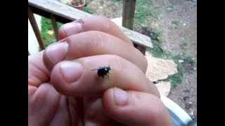 Canthon viridis Tiny Green Scarab Dung Beetle [upl. by Grube]