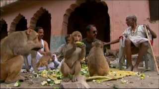 Macaques and Langoors in Rajasthan [upl. by Sulrac]