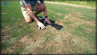 My Lawn Is BURNING UP  Fungus Issues  Overseed and Shade Plot Updates [upl. by Nairb]