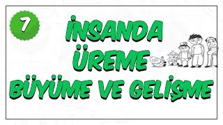 7Sınıf Fen Bilimleri  İnsanda Üreme Büyüme ve Gelişme [upl. by Eldoree]