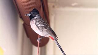 Redvented Bulbul [upl. by Alessandro209]