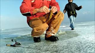 Utah lake ice fishing white bass [upl. by Dleifxam]