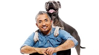 3 Essential Dog Training Tips from Cesar Millan [upl. by Prober664]