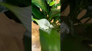 Peace Lily aka Spathiphyllum plants plant indoorplants plantlove houseplants nature plantlife [upl. by Alaek711]