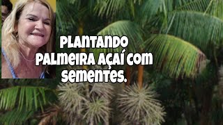 COMO PLANTAR A PALMEIRA DE AÇAÍ OU PALMITO POR SEMENTES E PEGAR RÁPIDO [upl. by Aizatsana379]